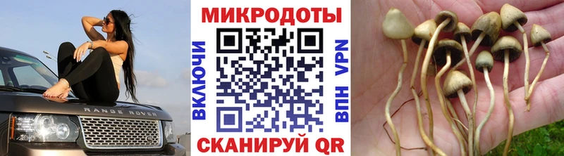 Псилоцибиновые грибы Cubensis  Купить  Алапаевск 